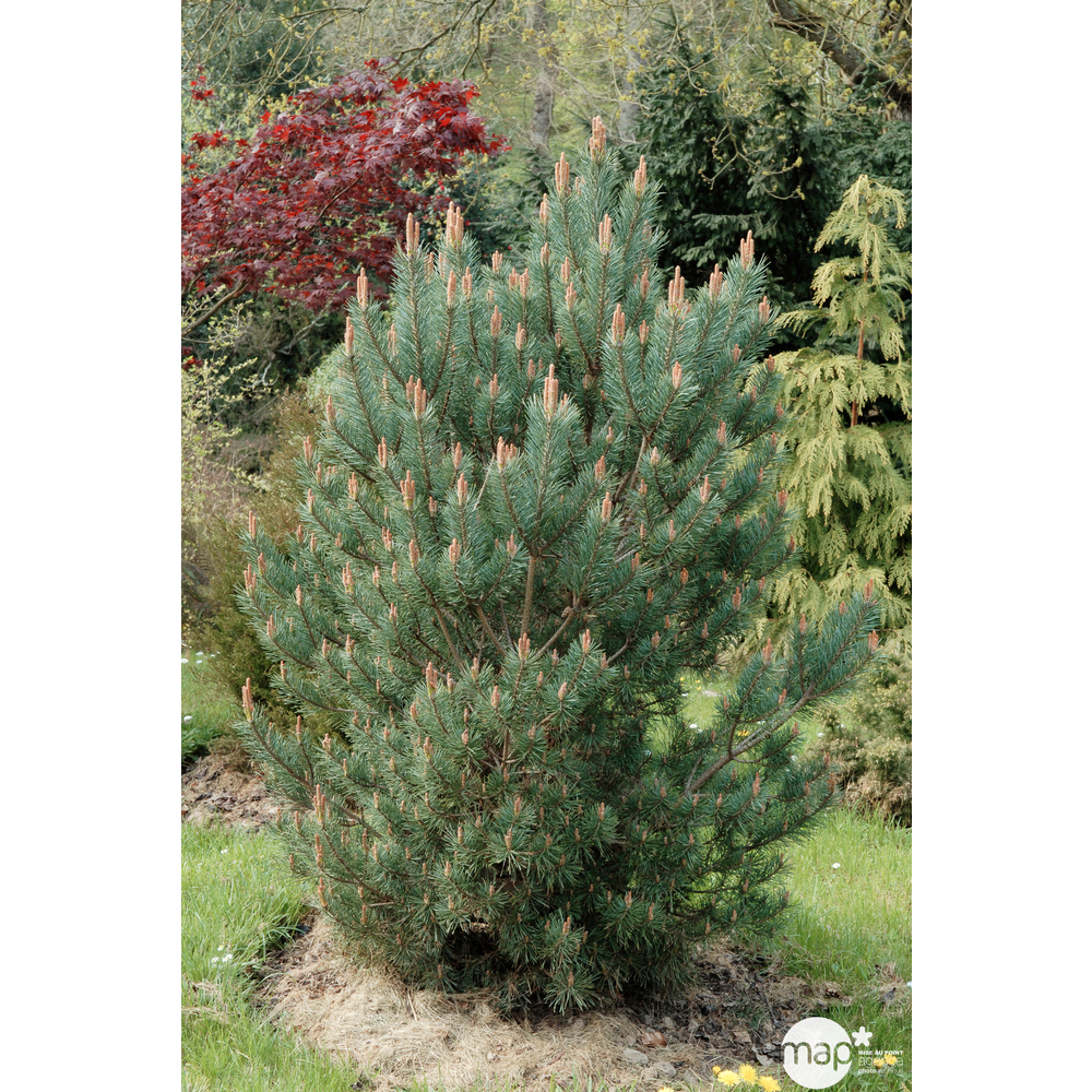 Pinus sylvestris watereri: h.25/30cm 3,7L