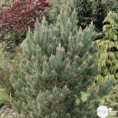 Pinus sylvestris Watereri : H 50/60 cm : ctr 10 L