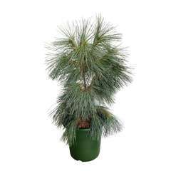 Pinus wallichiana ' Densa Hill ': Hauteur 40/60 cm conteneur 6 litres
