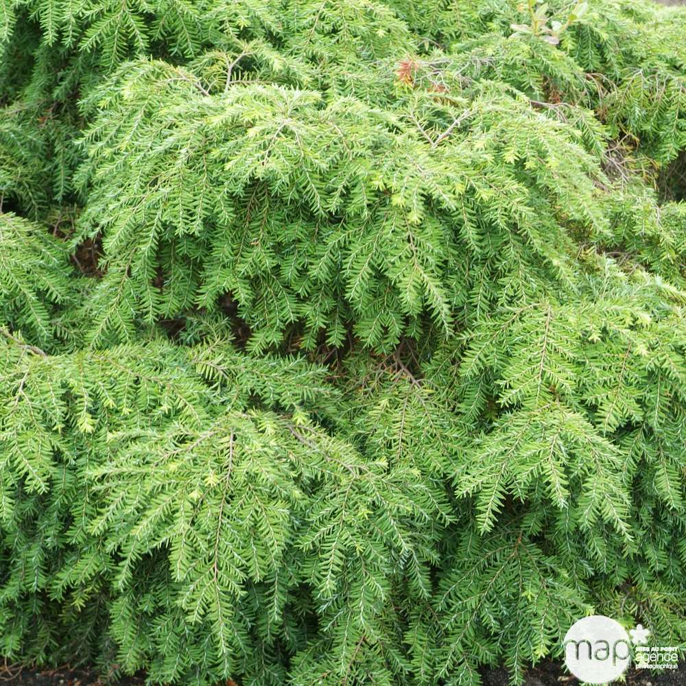 Tsuga canadensis 'Jeddeloh': Hauteur 25/30 cm conteneur 3,7 litres