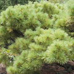 Pinus strobus Minima : H 50/60 cm : ctr 10 L