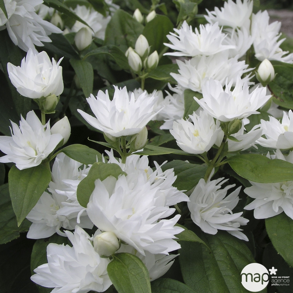 Philadelphus x 'Snowflake' : pot 5L
