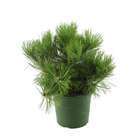 Pinus nigra ' Helga ' : hauteur 30/40 cm pot 6 litres