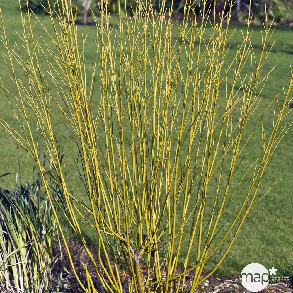 Cornus stolonifera ' Flaviramea ':15L