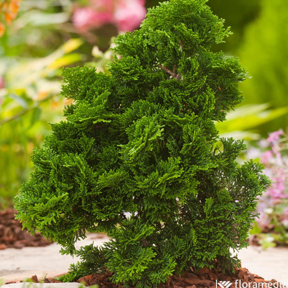 Chamaecyparis obtusa nana gracilis: 2/25cm