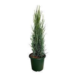 Juniperus Virginiana  Blue Arrow H 60/80 cm ctr 6 L