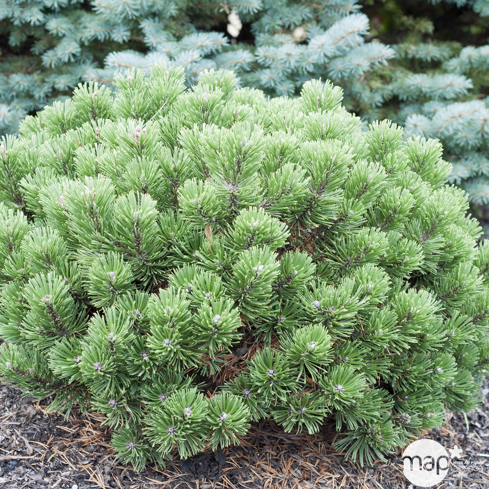 Pinus mugo ' Sherwood Compact ': Hauteur 20/25 cm conteneur 3,7 litres