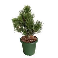 Pinus densiflora Compact Gem : H 25/30 cm : ctr 3.7 L