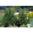 Pinus densiflora compact gem: 25/30cm, 3,7L