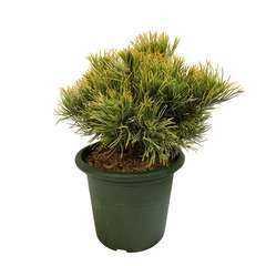 Pinus mugo ' Winter Gold ': Hauteur 20/25 cm conteneur 3,7 litres