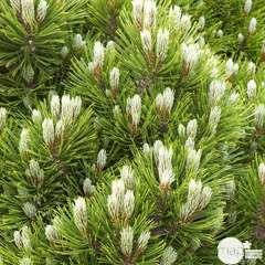Pinus leucodermis ' Schmidtii' : hauteur 15/20 cm pot 3,7 litres