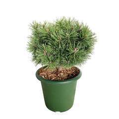 Pinus mugo ' Benjamin ' : hauteur 20/25 cm pot 3,7 litres