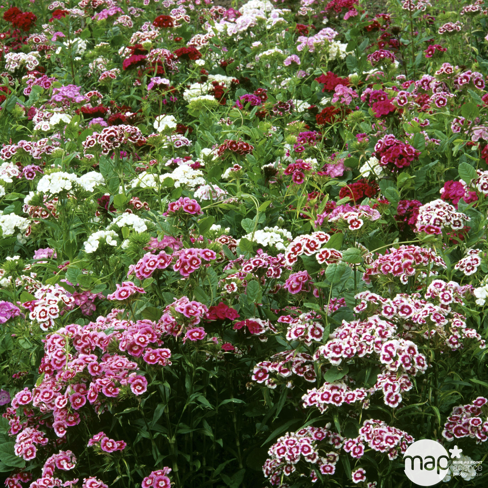 Œillet de chine interspécifique : barquette de 6 plants, godets Ø 8 cm