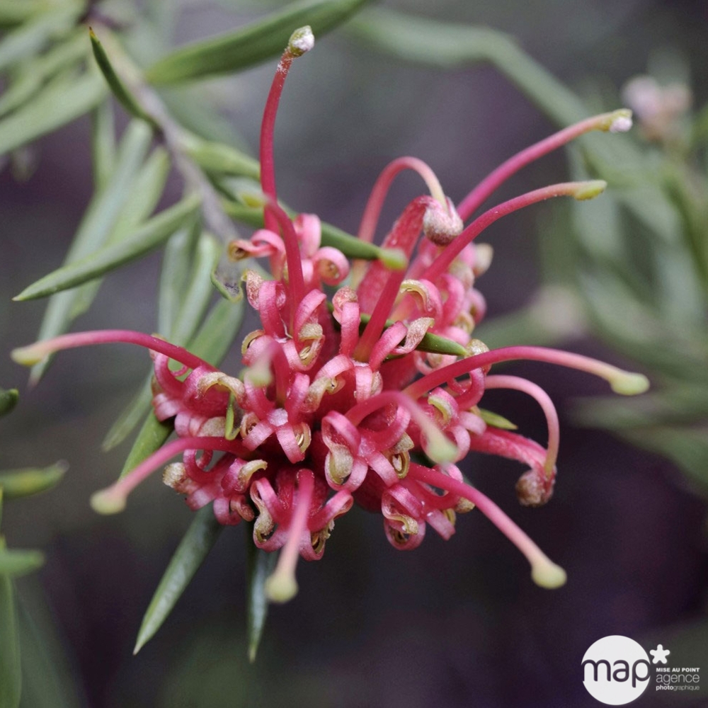Grevillea juniperina : conteneur 3 litres