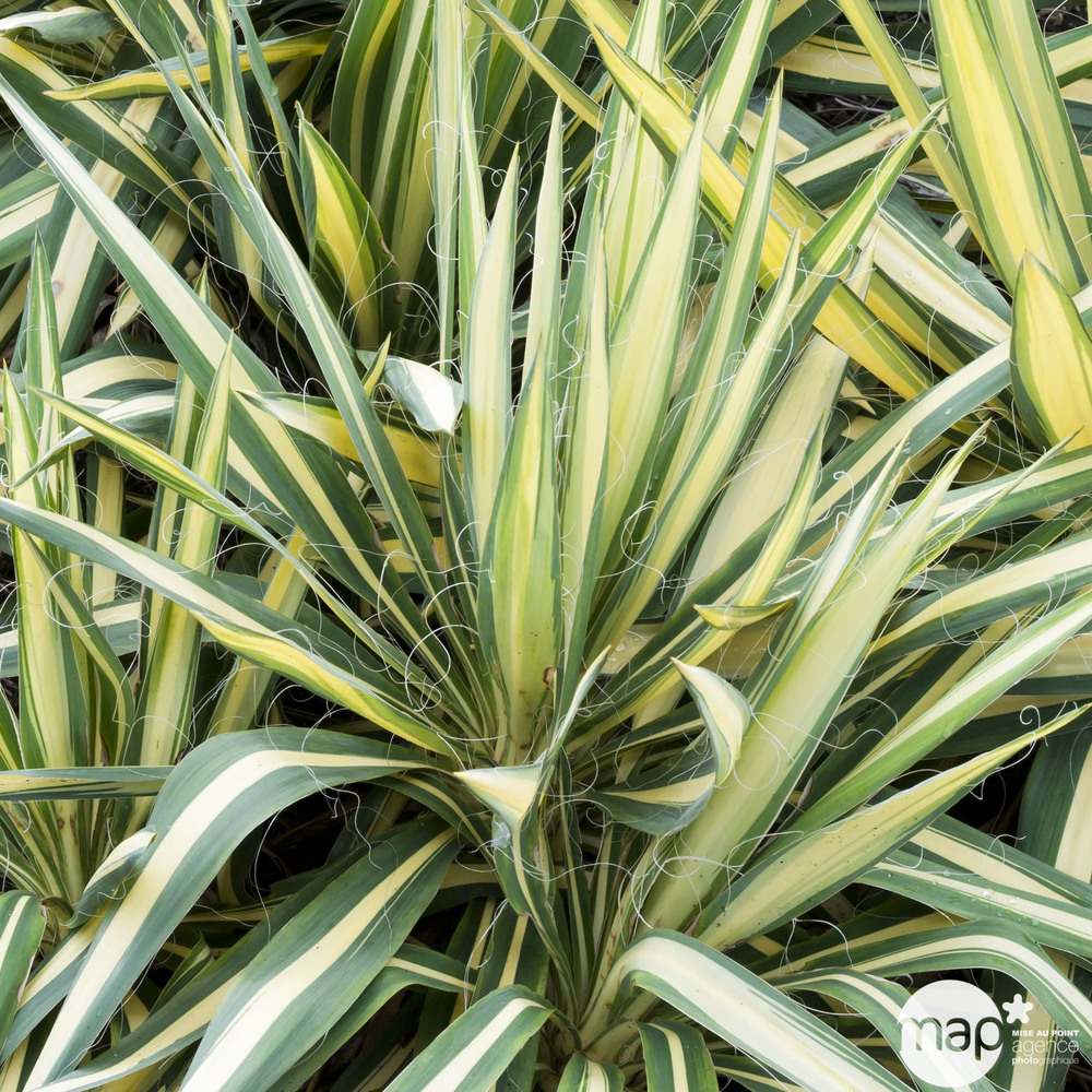 Yucca 'Color guard' : Pot 3,6L
