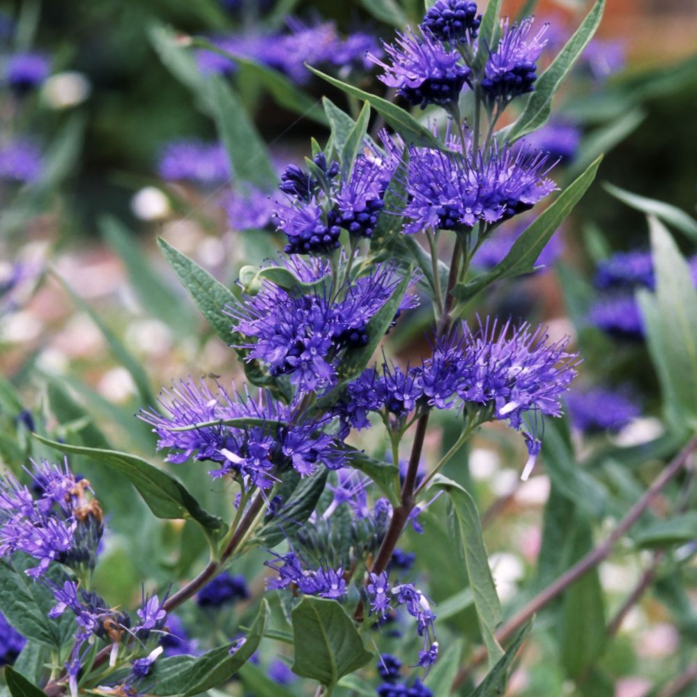 Caryopteris x clandonensis ' Heavenly Blue ' : ctr 3 litres