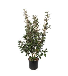 Elaeagnus x ebbingei : H 80/100 cm : ctr 10 litres