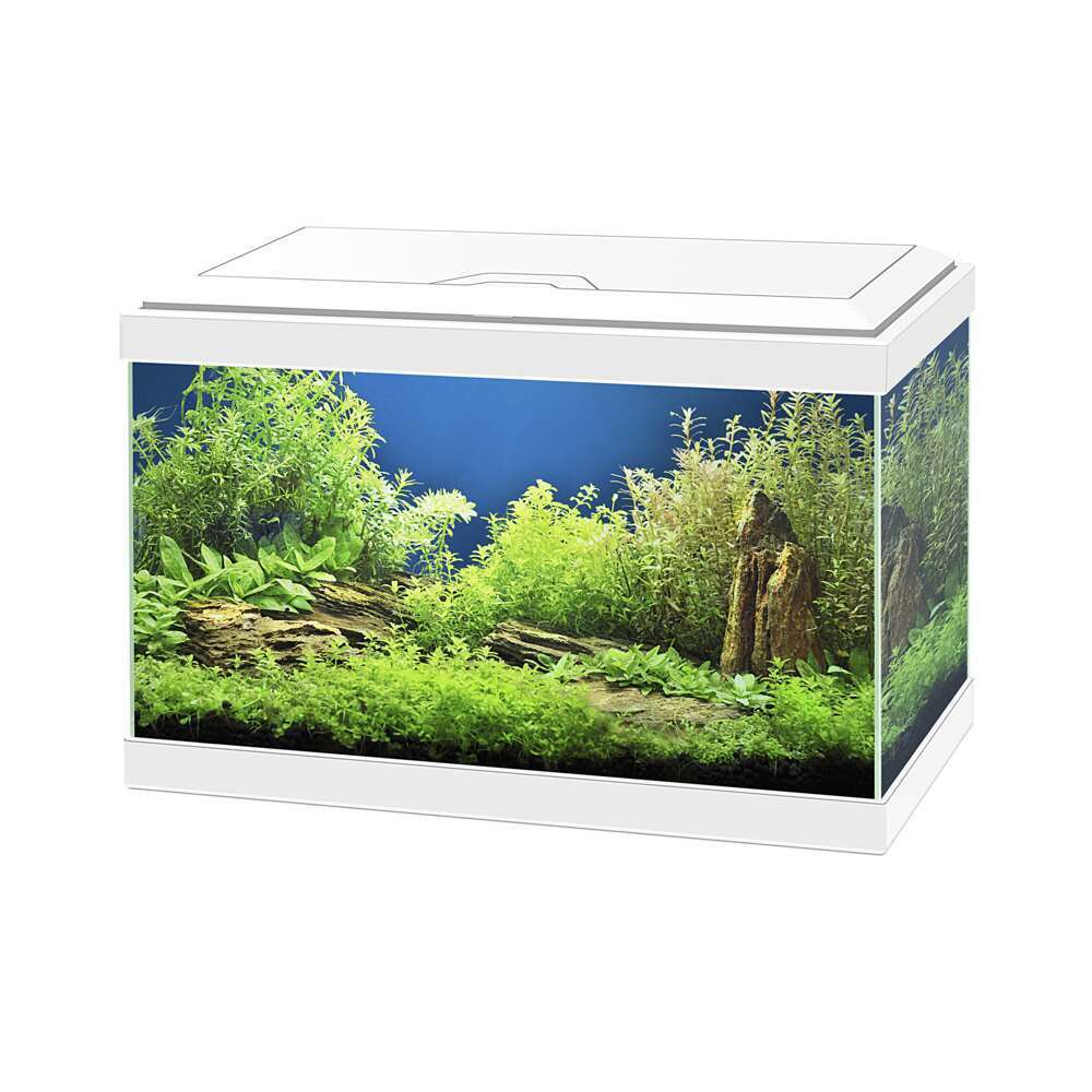 Aquarium Aqua poisson d'eau froide - 17L