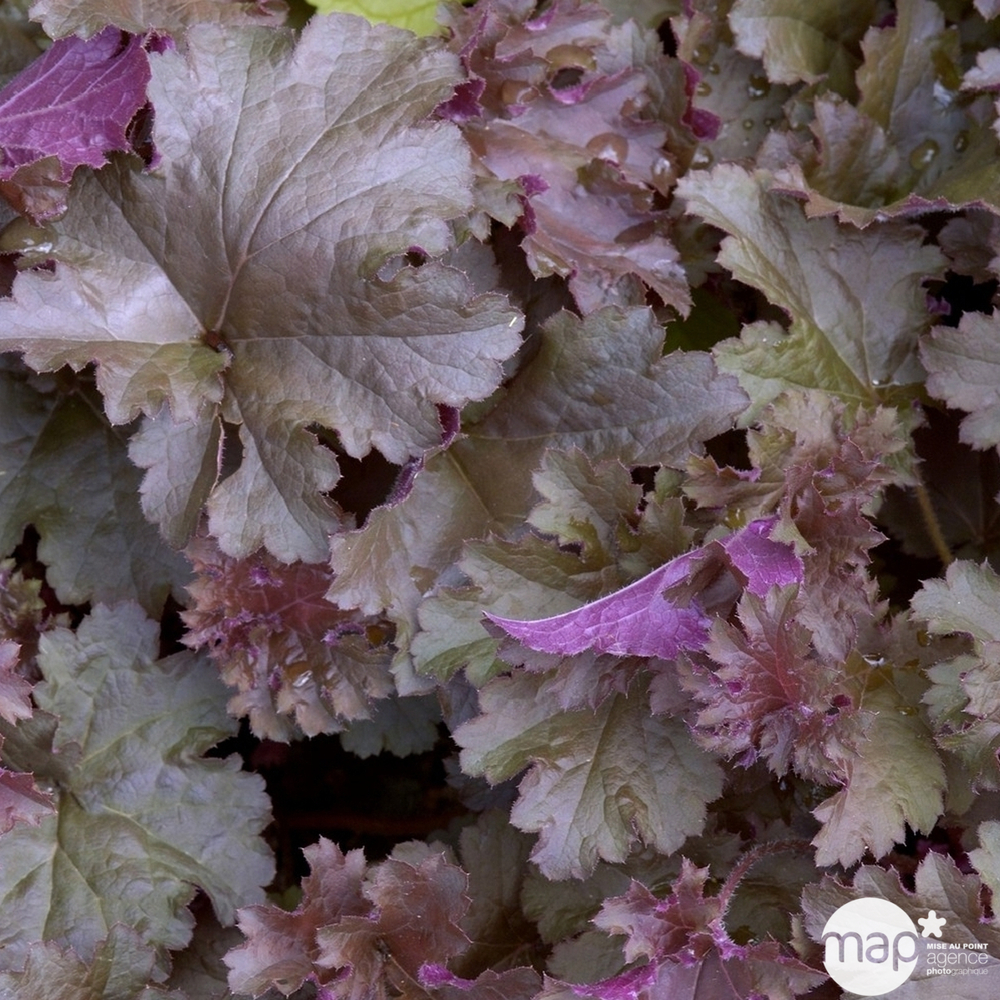 Vivace été indien - Pot 0,65L