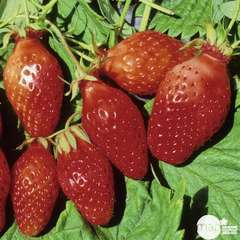 Plants de fraisiers 'Ciflorette' bio : barquette 4 plants