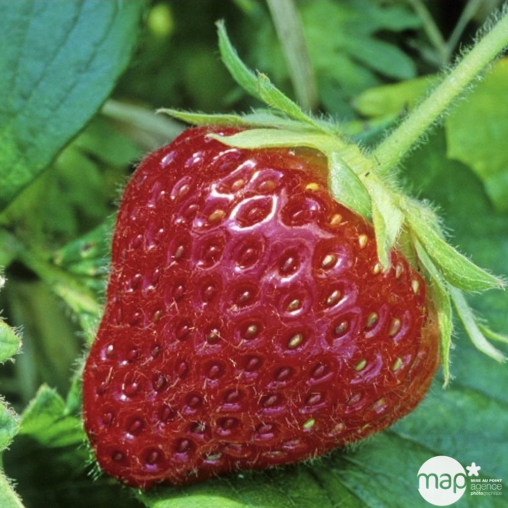 Plants de fraisiers 'Cijosée' bio : barquette de 4 plants