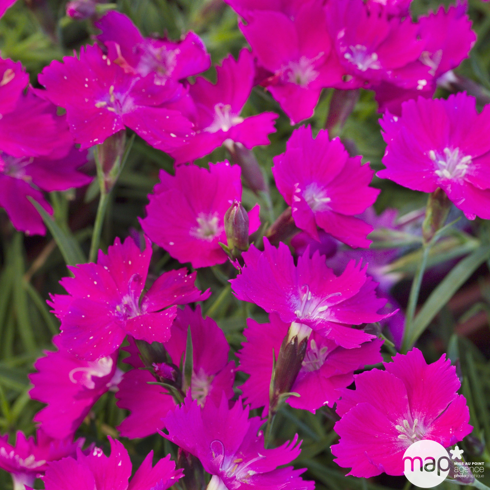 Dianthus 'Kahori®' : pot 0,65L