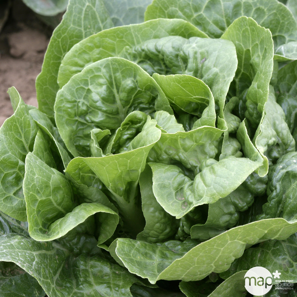 Plants de laitues 'Cucaracha' : barquette de 12 plants