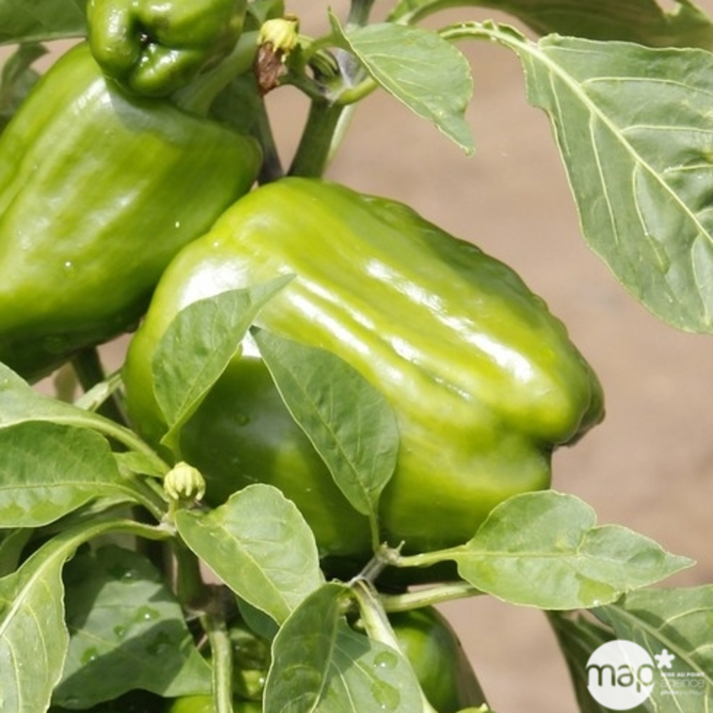 Plant de poivron 'Alby' F1 : pot de 0,5 litre