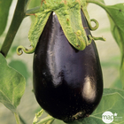 Plant d'aubergine 'Baluroi' F1 : pot de 1 litre
