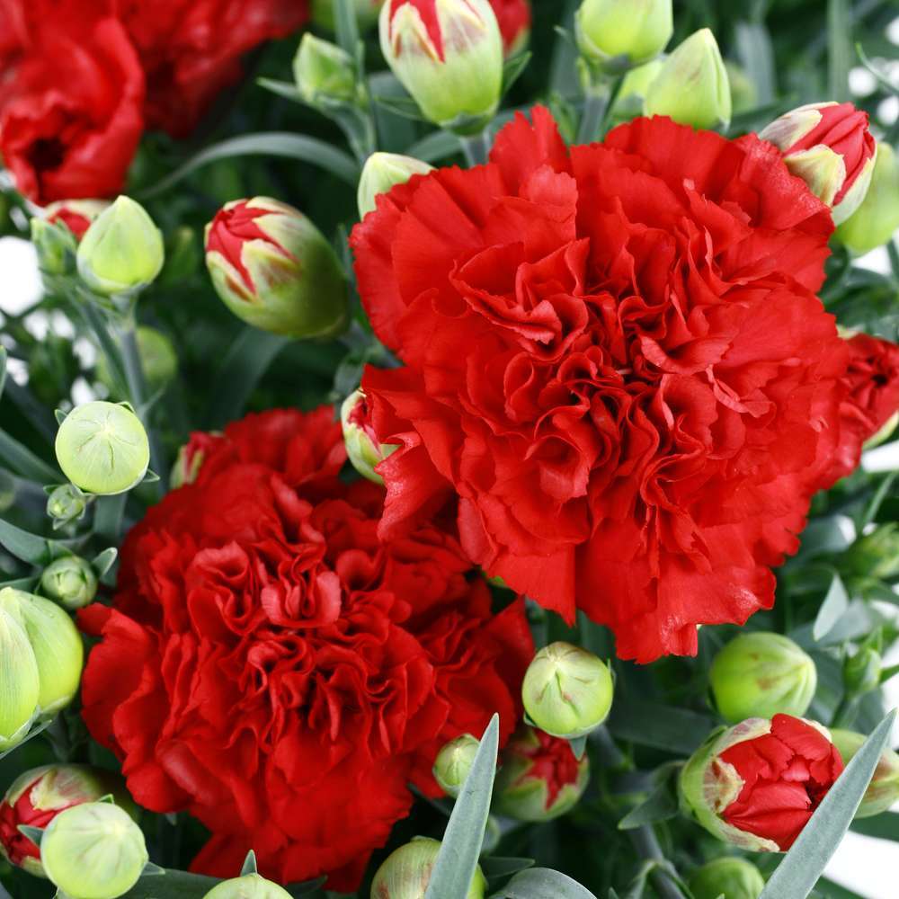 Dianthus jardinière : L.40 cm