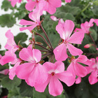 Geranium interspécifique:jardinière 50 cm - Coloris variables