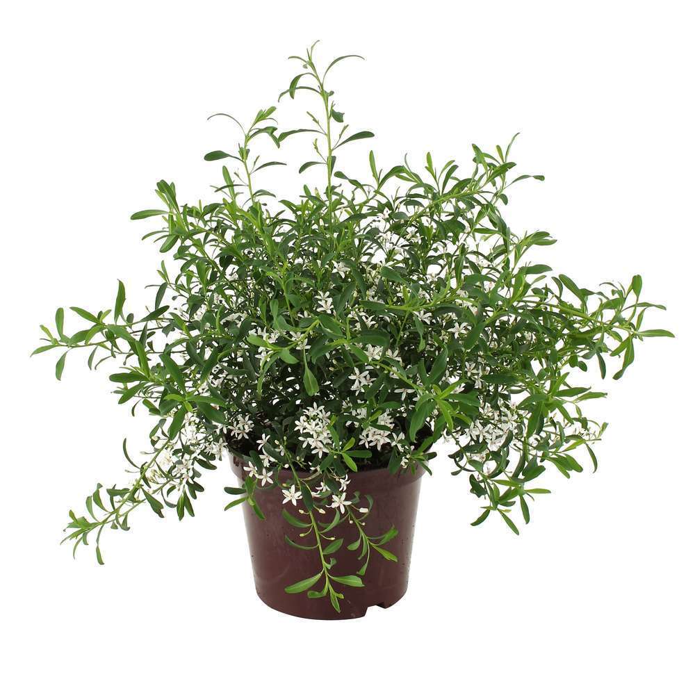 Eriostemon myoporoides : conteneur de 5 Litres