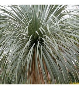 Yucca rostrata : pot 45L