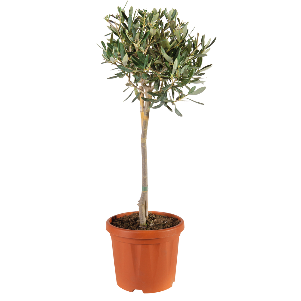Olivier (Olea europaea) sur mini tige : pot D17cm