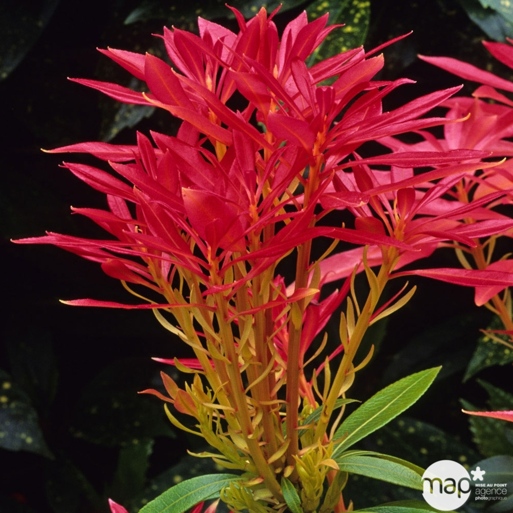 Pieris Forest Flame : Hauteur 60/80 cm conteneur de 20 litres