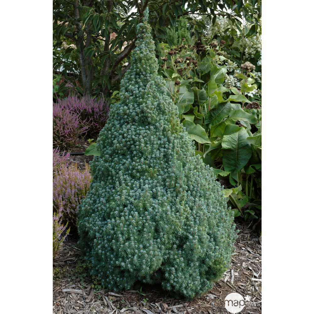 Picea glauca 'Sanders Blue' : pot 5L