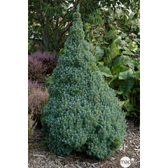 Picea glauca 'Sanders Blue' : pot 5L