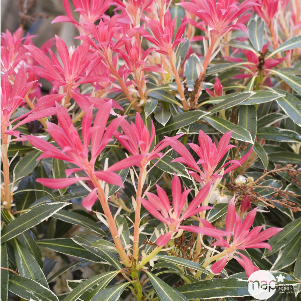 Pieris Flaming Silver : Hauteur 60/80 cm conteneur de 20 litres