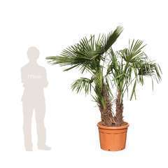 Palmier de Chine - Trachycarpus fortunei : H150/180cm, pot D50cm