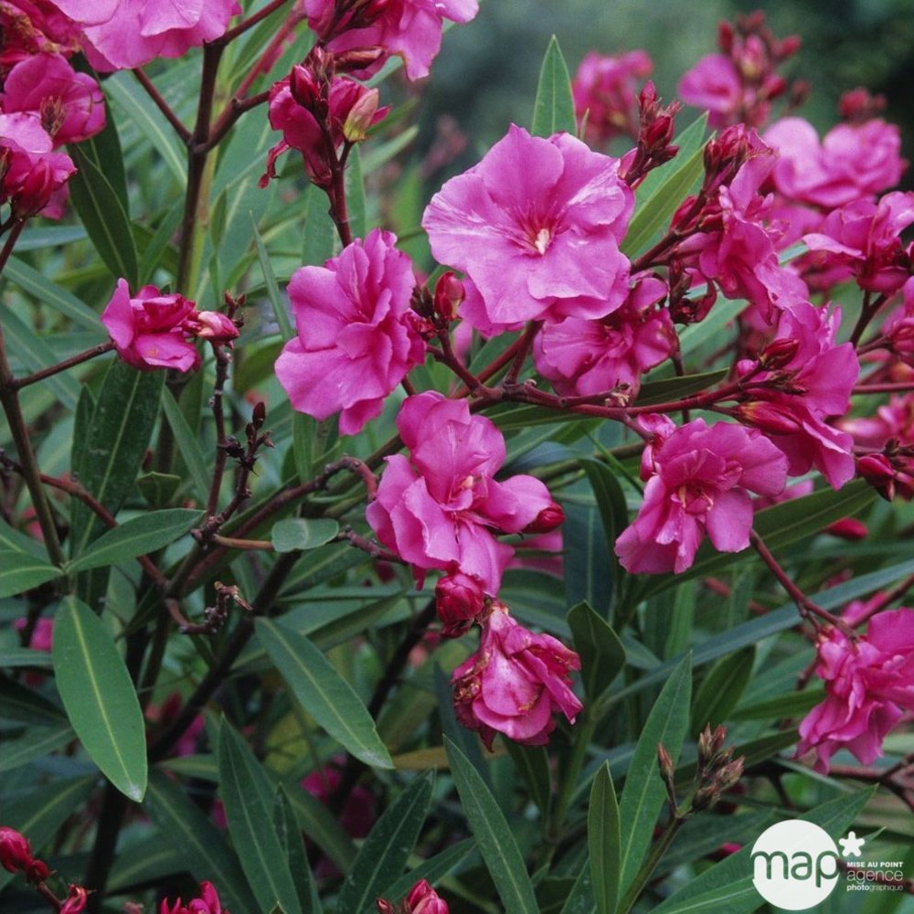 Laurier rose (Nerium oleander): H35/40cm en touffe : pot D19cm