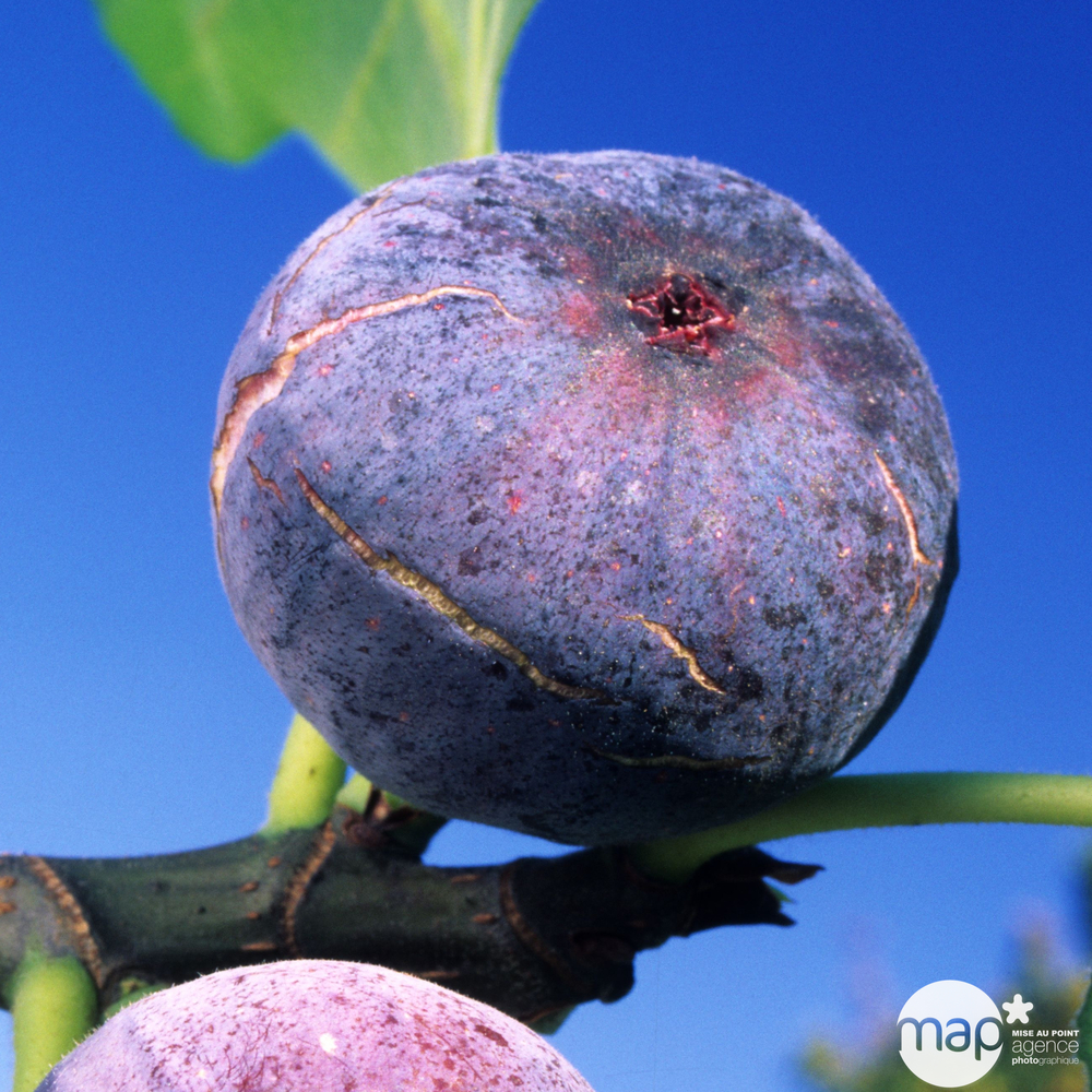 Ficus carica, pot 25 litres