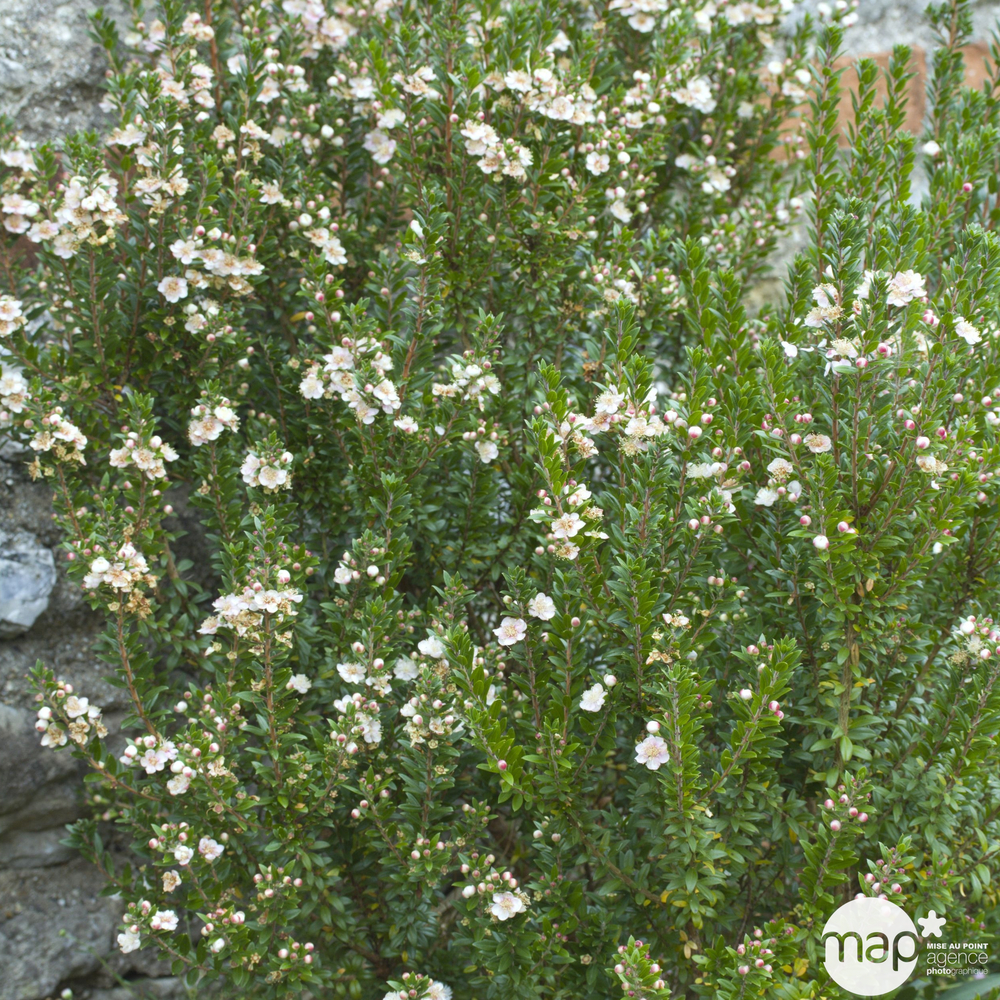 Myrtus communis spp Tarentina : conteneur de 8 Litres