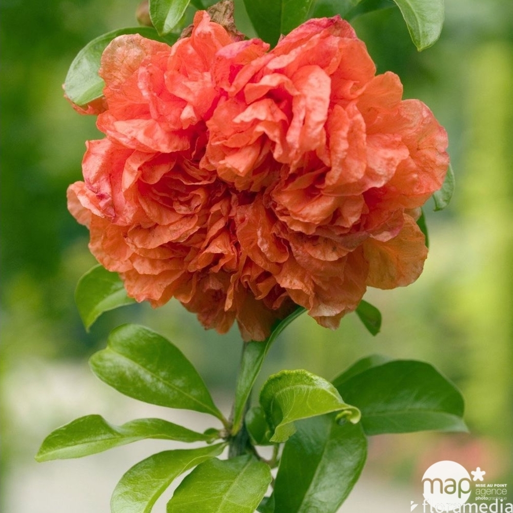 Punica granatum : conteneur 46 litres