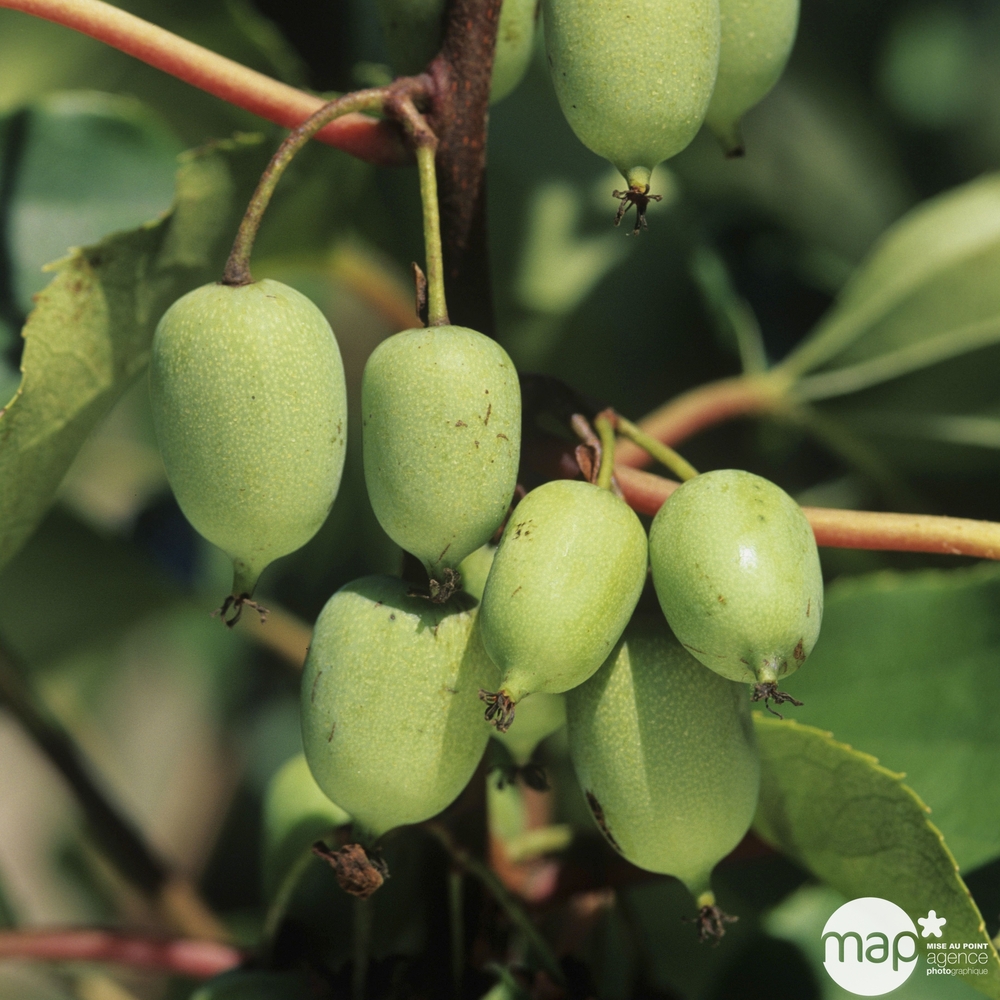 Kiwaï arguta 'Issai® Jnov®' autofertile : pot de 3 litres