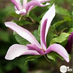 Magnolia liliiflora Nigra : conteneur rond carré de 5 L