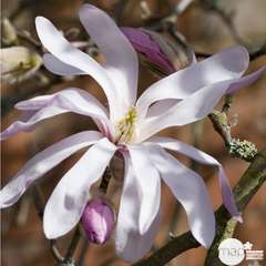 Magnolia loebneri Leonard Messel : conteneur rond carré de 5 L
