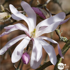 Magnolia loebneri Leonard Messel : conteneur rond carré de 5 L