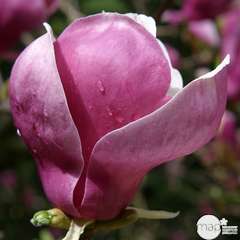 Magnolia soulangeana Lennei : conteneur rond carré de 5 L