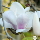 Magnolia soulangeana Alexandrina : conteneur rond carré de 5 L