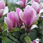 Magnolia soulangeana Rustica : conteneur  rond carré de 5 L